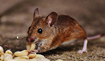 24 Hour & Emergency Exterminators in Prince George Plaza, MD